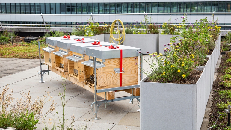 Mehiläisiä Endress+Hauserin tuotantokeskuksen katolla Reinachissa Sveitsissä