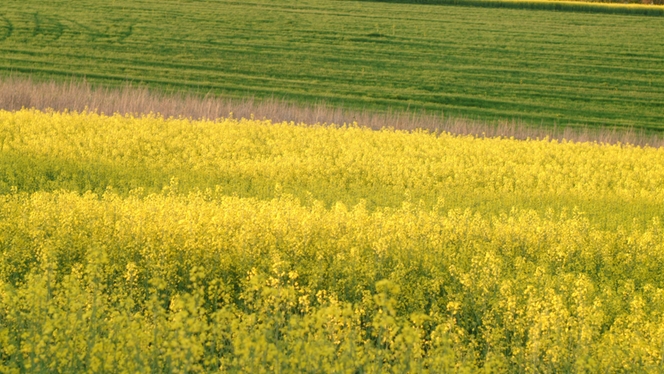 Endress+Hauser EcoVadis Premium -raportti