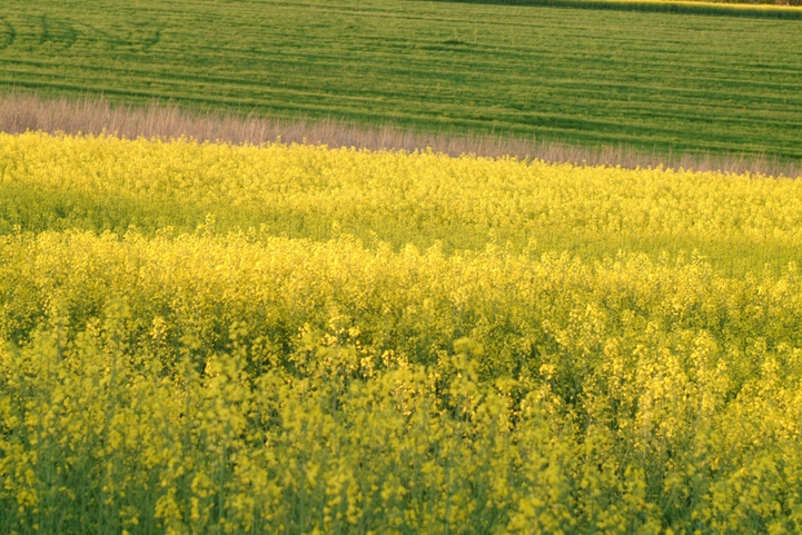 Endress+Hauser EcoVadis Premium -raportti