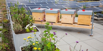 Endress+Hauser Flow'n katolla on useita yrityksen omia mehiläisyhdyskuntia